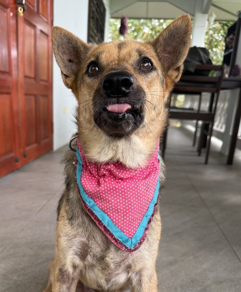 Niall Harbison tweet media