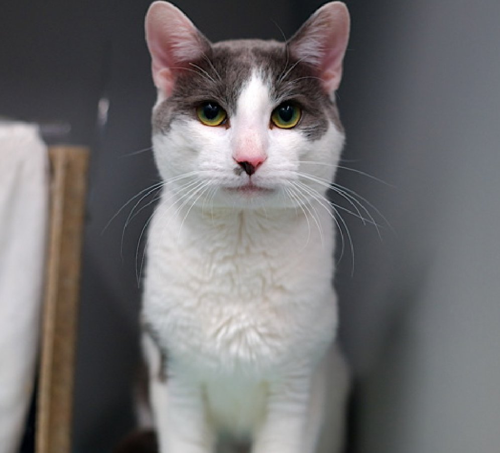 🆘🆘 SILVA, 2 YO, MALE –  IN QUEENS ACC - came into the shelter as an owner surrender on 4/10/2025, with the surrender reason stated as person circumstance- no time for animal. 🆘🆘 😿 😿 😿 😿

➡️TBD 7/22/25

➡️ NEW HOPE RESCUE PARTNER ONLY

➡️ TOO LOW ON PLEDGES TO STIMULATE