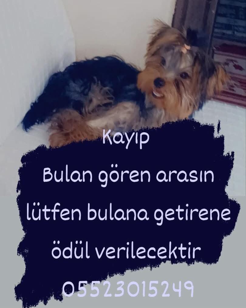 ANTALYA - KEPEZ KAYIP ARANIYOR 🆘

İletişim; 0552 301 52 49

Takipçimizin İletisidir; Antalya Kepez yeni emek mahallesi civarında kayboldu paylaşım desteği verirseniz sevinirim nolur yardım edin bulalım kızımı.