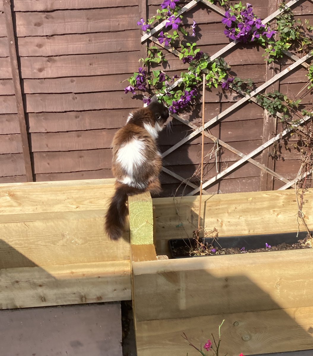 The other bastard is eating the Clematis