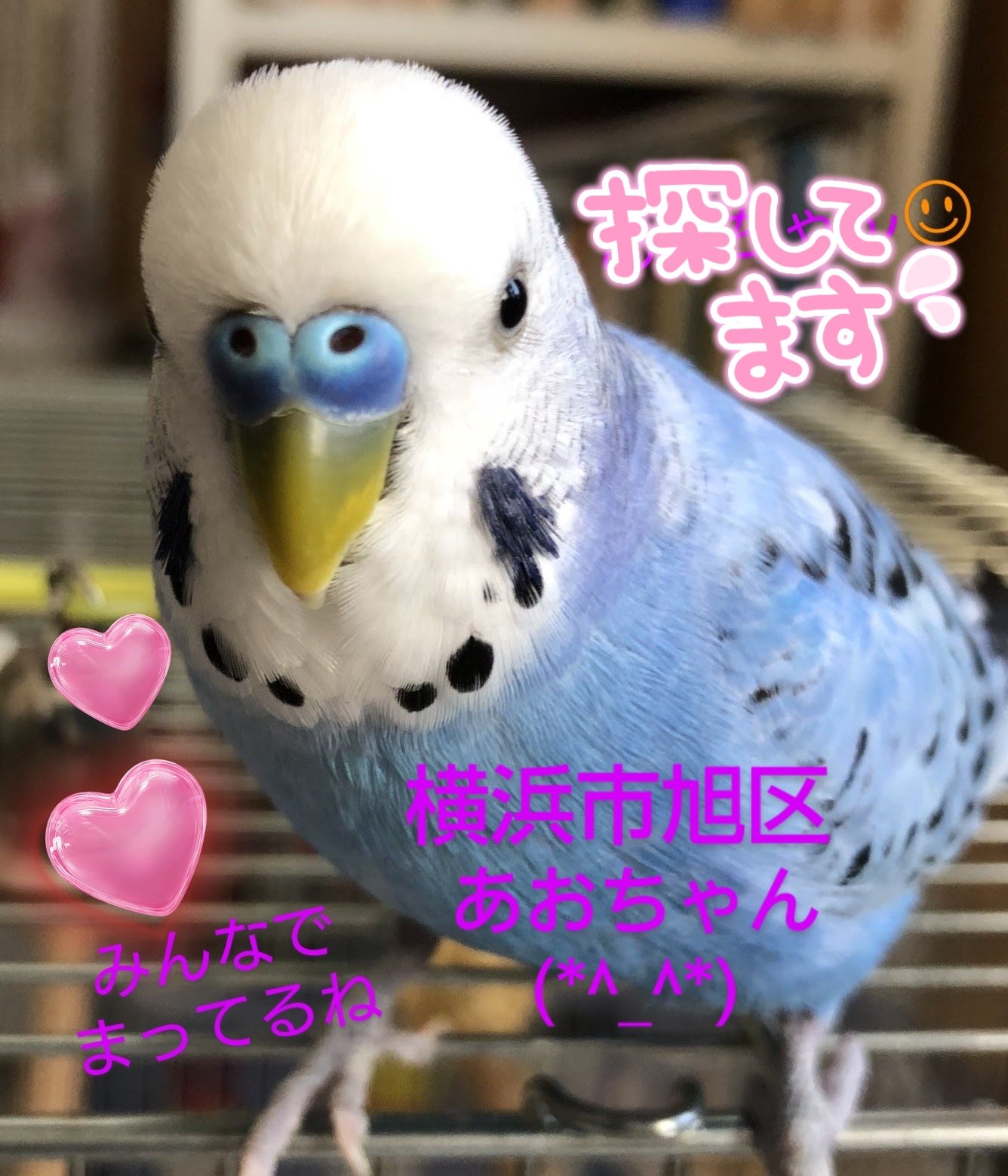あおちゃんこ ZX-影子 on X: 