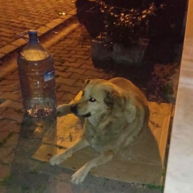 ÇOK AMA ÇOK ACİL GÜVENLİ BAHÇE ARANIYOR BARINAĞA ALINDI BİLİNMEZE GİTMESİN 🥹

Yer; İstanbul-Esenyurt 
İletişim; 0535 242 63 90

Takipçimizin İletisidir; Bu köpeği mahalle sakinleri şikayet ettiği için barınağa almışlar , oradanda başka bir yere götüreceklermiş. Eğer bahçesi olan