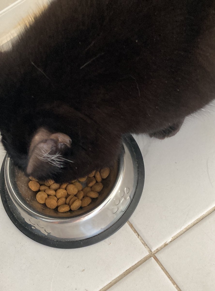 Eats 12 hrs food in 2 minutes greedy bastard cat