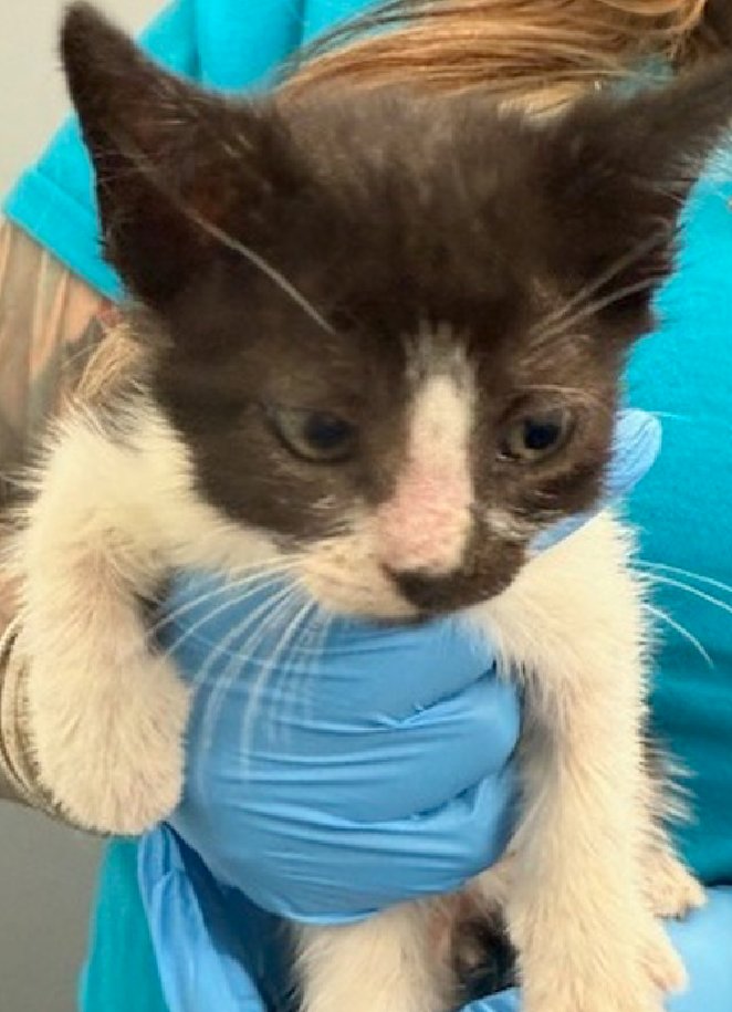 🆘🆘 JALAPENO, 4 MONTH OLD, MALE –  IN QUEENS ACC - came into the shelter as an owner surrender on 4/30/2025, with the surrender reason stated as not a fit - too many animals already. 🆘🆘 😿 😿 😿 😿

➡️TBD 7/22/25

➡️ JUST A BABY

➡️ MEDICAL PRIORITY – NEEDS MORE CARE AND
