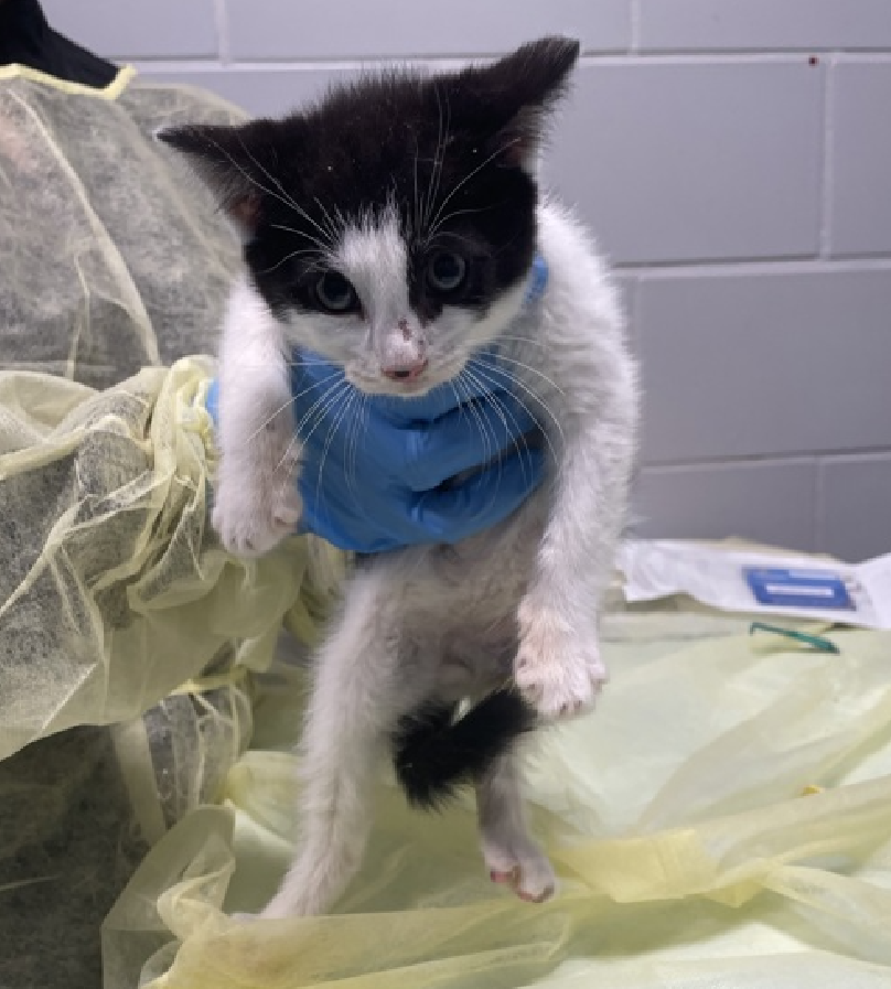 🆘🆘 BUMBLE, 10 WEEKS OLD, MALE –  IN QUEENS ACC - came into the shelter as a stray on 6/22/2025. 🆘🆘 😿 😿 😿 😿

➡️TBD 7/22/25

➡️ JUST A BABY

➡️ MEDICAL PRIORITY – NEEDS MORE CARE AND ATTENTION THAN THE SHELTER CAN PROVIDE.

➡️ TOO LOW ON PLEDGES TO STIMULATE RESCUE INTEREST