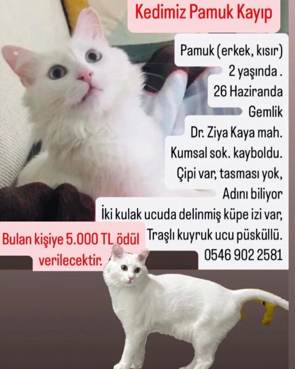 BURSA - GEMLİK / PAMUK PİSİ KAYIP - ARANIYOR ⚠️❗
(Bulana 5000 TL. ödül verilecektir) 

İletişim: 0546 902 25 81
: "Kedimiz Pamuk Bursa/Gemlik sahildeki evimizden kayboldu. Kedimiz erkek, 2 yaşında, kısır ve çipi var. Her iki kulağında da küpe deliği var. İsmini biliyor. Onu