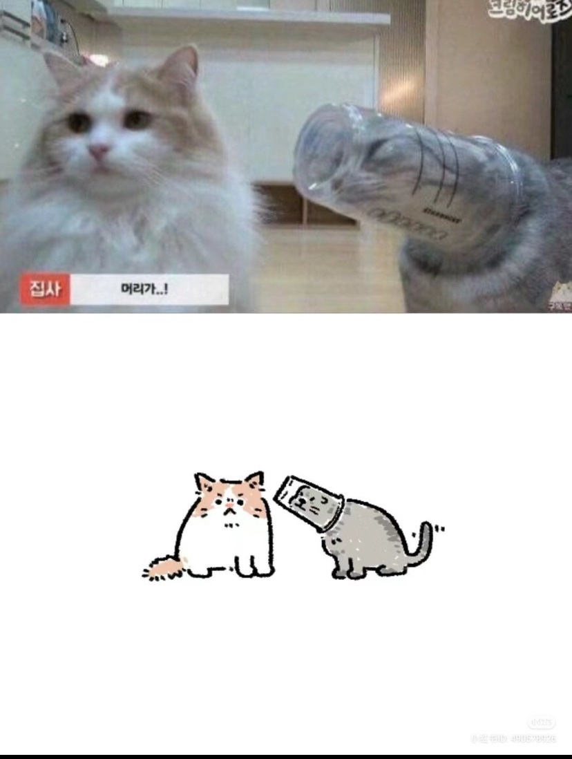 cats with powerful impression 🐾 tweet media