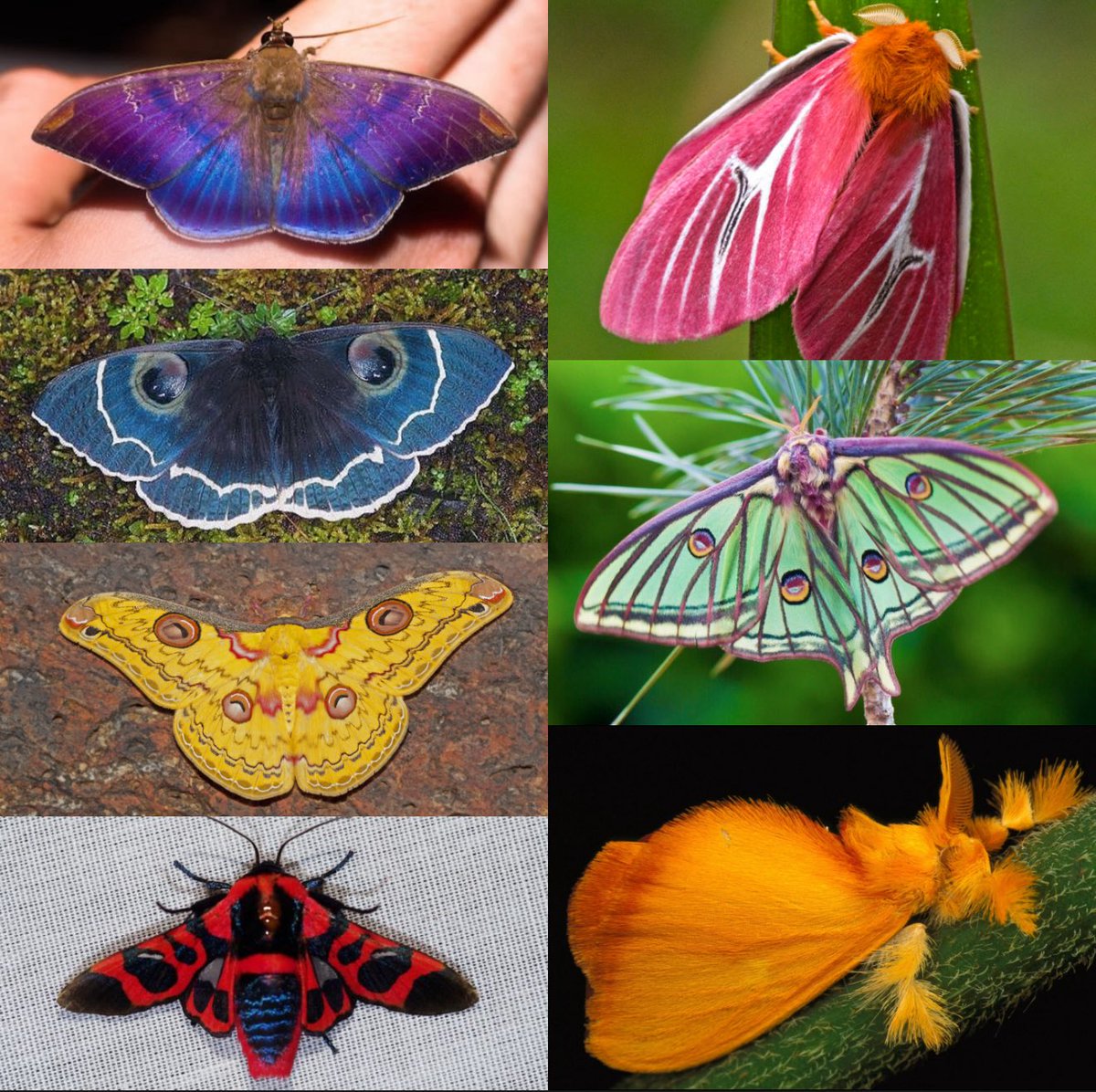 jobrown20102090's tweet image. I posted the 7 colors of moths a few days ago, today I will summarize all 7 colors 🌈✨