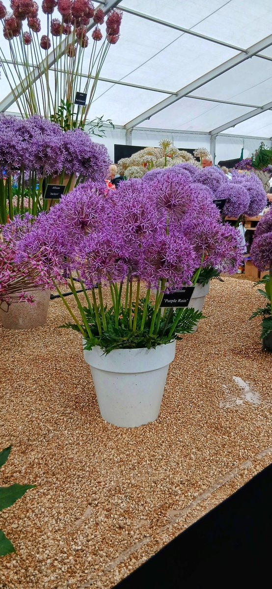 CazCutts1's tweet image. Beautiful displays at RHS Wentworth Woodhouse flower show. The Macmillan garden was especially poignant because they helped so much on my cancer journey @SheffieldStar @Sheff_HousingCo @The_RHS