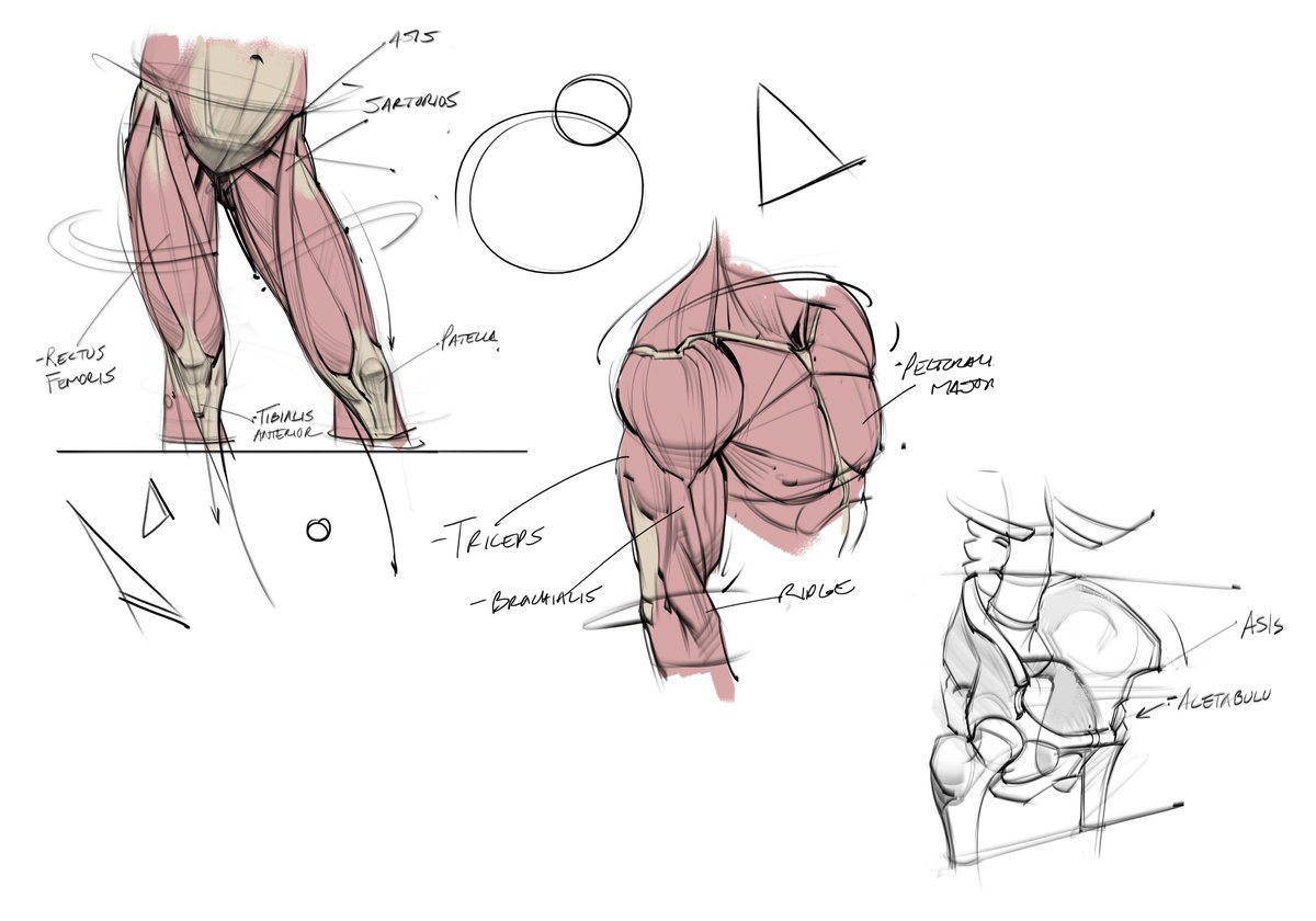 Anatomy sketches! #anatomy #drawing #doodles #lineart #muscles #humananatomy #figurativeart #figuredrawing #gesturedrawing #gottogetbetter #goals #pelvis #thighs #chest