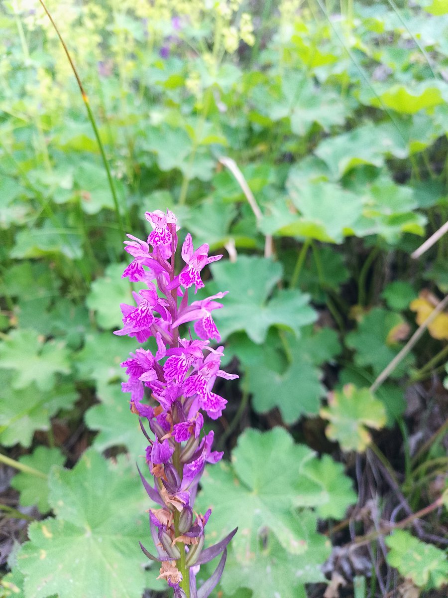 Dactylorhiza urvilleana - Balkaymak