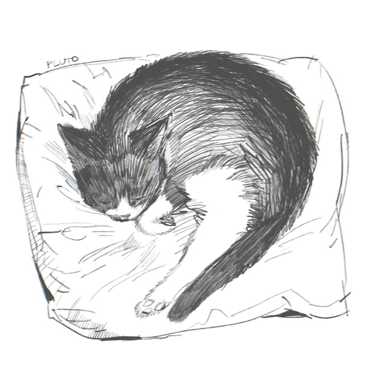 7bun_junbun's tweet image. I love my cat
It's the only thing that is making me happy recently
I've been crying too much
But with him I feel at peace
(this Lil furball is making bread on my tummy now)