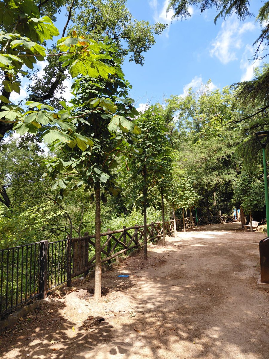 AjMoia's tweet photo. 🙌Seguim treballant per posar en valor i mantenir el disseny original d'aquest jardí històric tan especial 

🌳S'han reforçat les alineacions d'arbres existents com els castanyers d’índies i els til.lers

🌲S'han reposat arbres desapareguts com la sequoia i el cedre del Líban https://t.co/jfi2c7JcPI