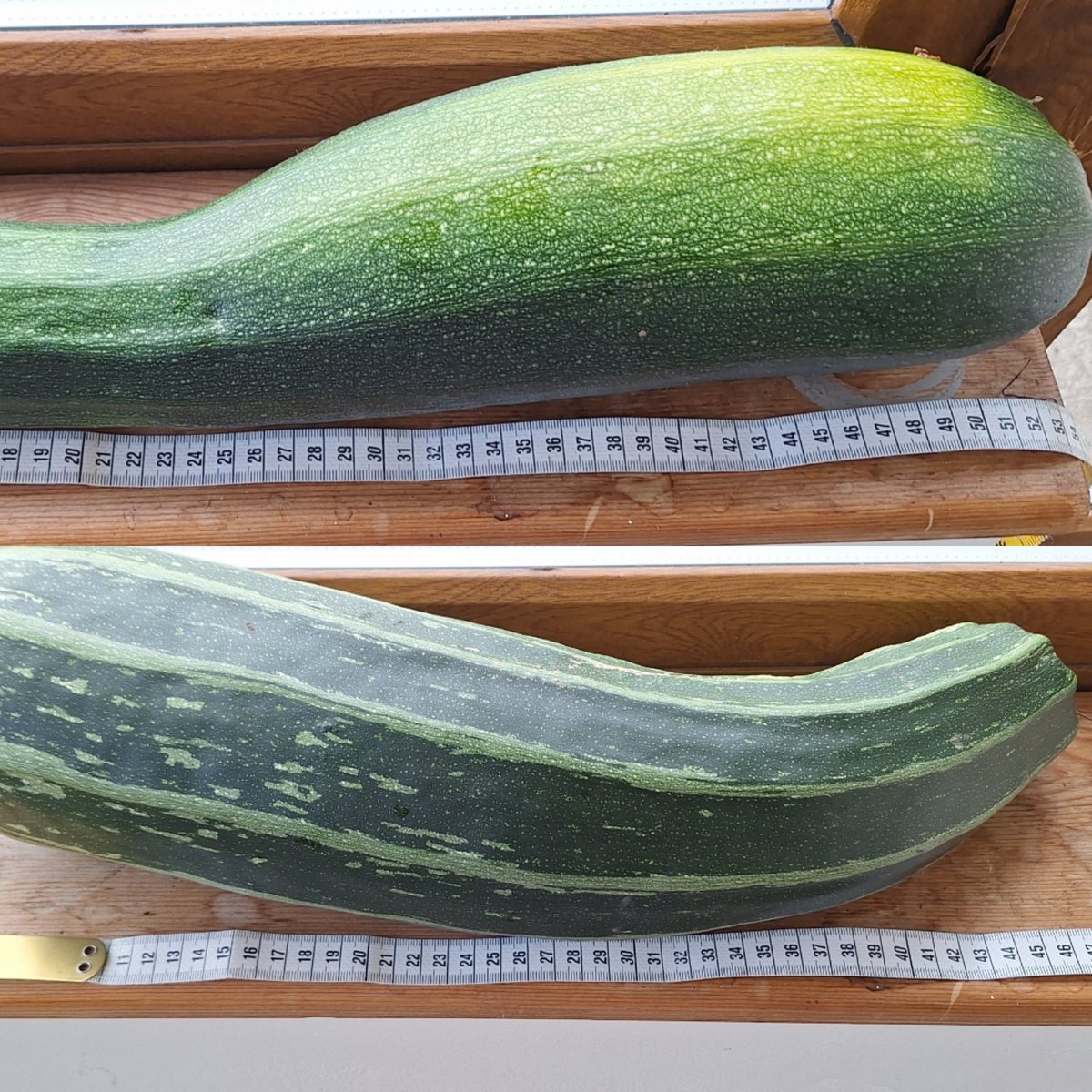 I don't think we'll be eating this marrow or this Courgette 😆
