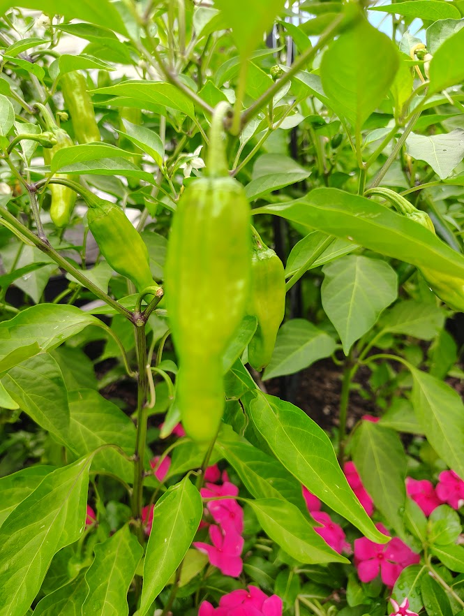 townhomesteader's tweet image. Shishito peppers are one of my favorite things to grow. Theyβre super easy, really productive, and versatile. I like to pickle a bunch when I get a good harvest (just vinegar, garlic, a little salt, and whatever herbs I have on hand). Theyβre perfect to toss into a quick stirβ¦