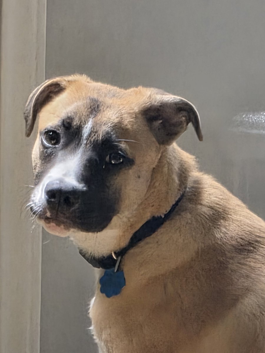 The look of disappointment of not being let out immediately after going outside 10 times in 30 minutes.