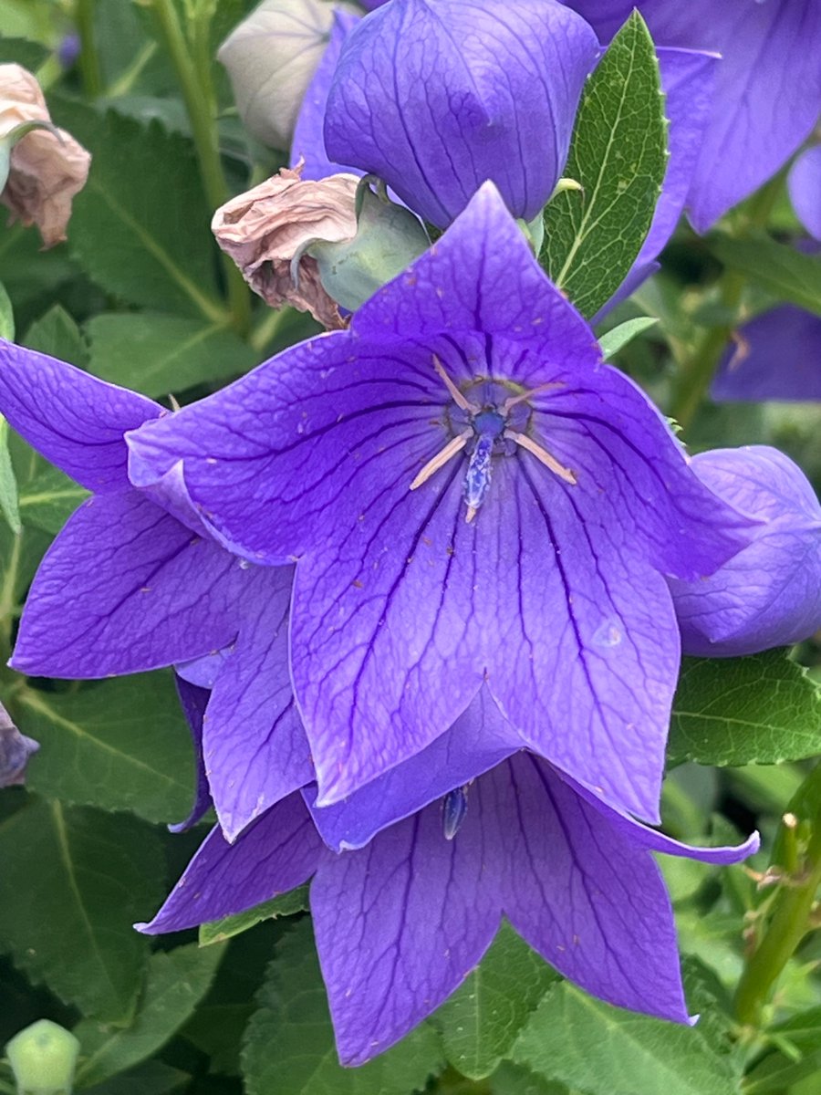 Purple flower 

For hopes of peace on Earth 

Peace is the most important determinant of health

🪻🪻🪻

#NaturePhotography #Flowers #Peace