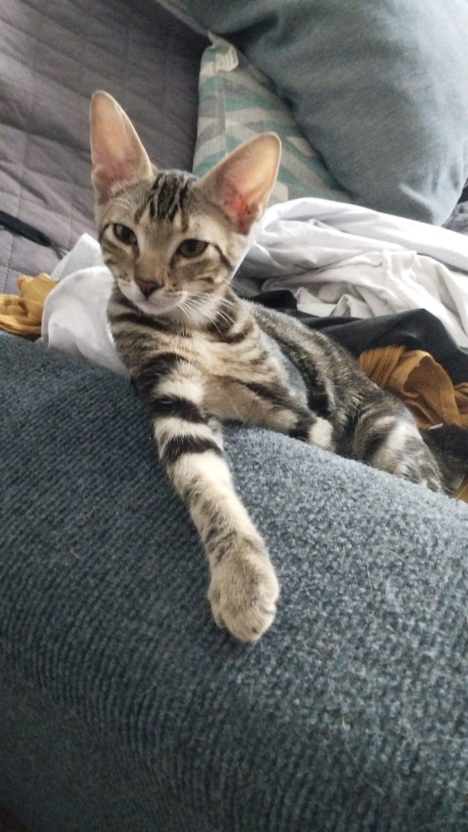 Me dice Patri que no adoptais, que sepáis que molais 0. En plan nada de nada
#madri #adoptanocompres❤️ #contacta650238702