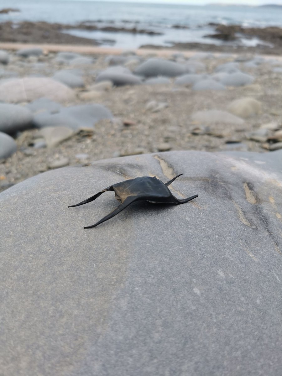 I finally found one! 🙌🖤