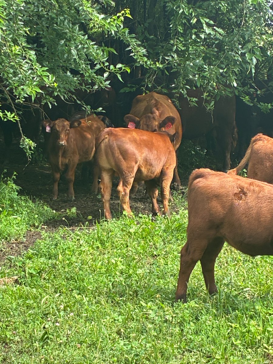 Redcowsforever's tweet image. He’s one hell of a calf out of a first calf heifer. Almost as wide as he is tall and all red angus.  Probably as good a calf crop as I have ever had.