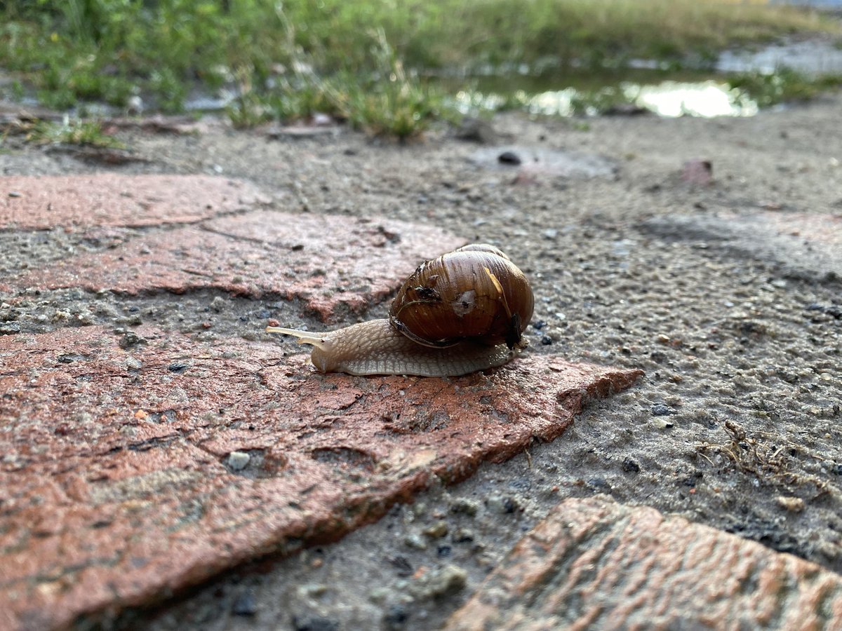 Тримайте равлика 🐌