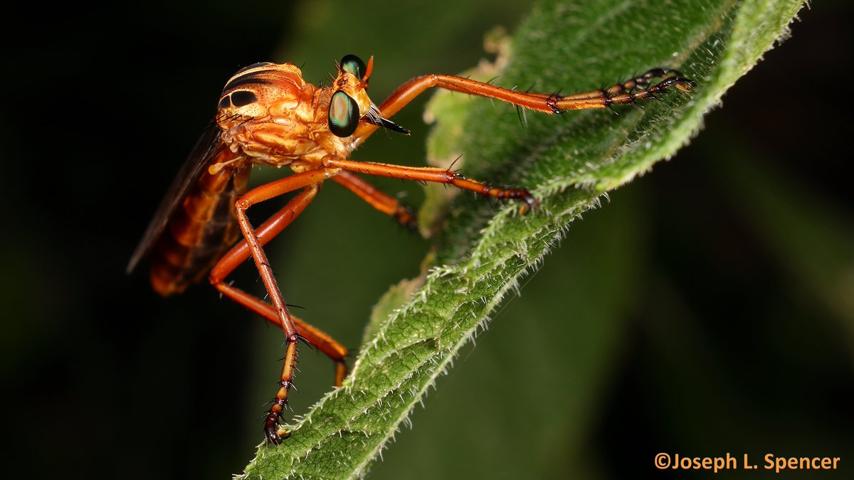 Joseph Lee Spencer tweet media