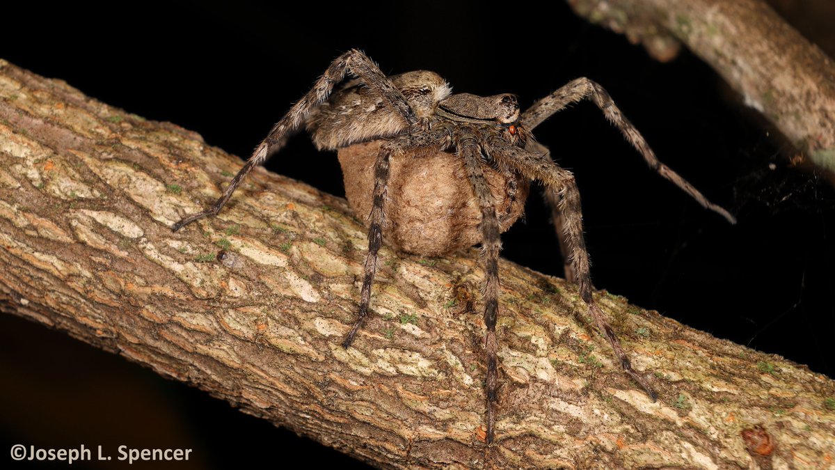 Joseph Lee Spencer tweet media