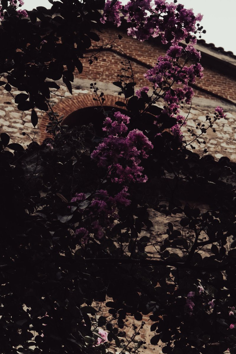 tokenofeden's tweet photo. a walk in arcadia https://t.co/3NGsFHfX39