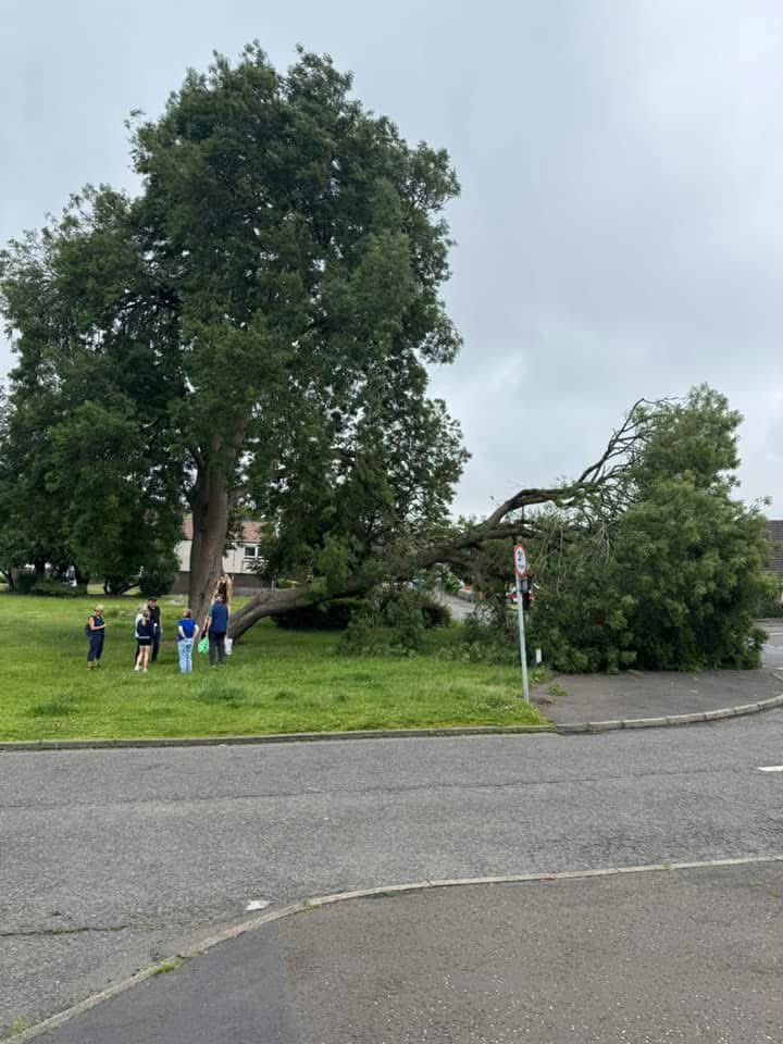 SueJWebber's tweet image. Good evening @edinhelp @Edinburgh_CC
This large tree has split and is needing attended too
It’s on Bryce Road / Corslet Place, Currie
Close to the Blossom Tree Cafe and the Driving Test Centre
Many thanks