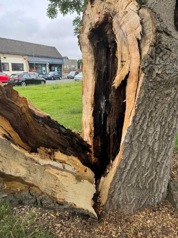 SueJWebber's tweet image. Good evening @edinhelp @Edinburgh_CC
This large tree has split and is needing attended too
It’s on Bryce Road / Corslet Place, Currie
Close to the Blossom Tree Cafe and the Driving Test Centre
Many thanks