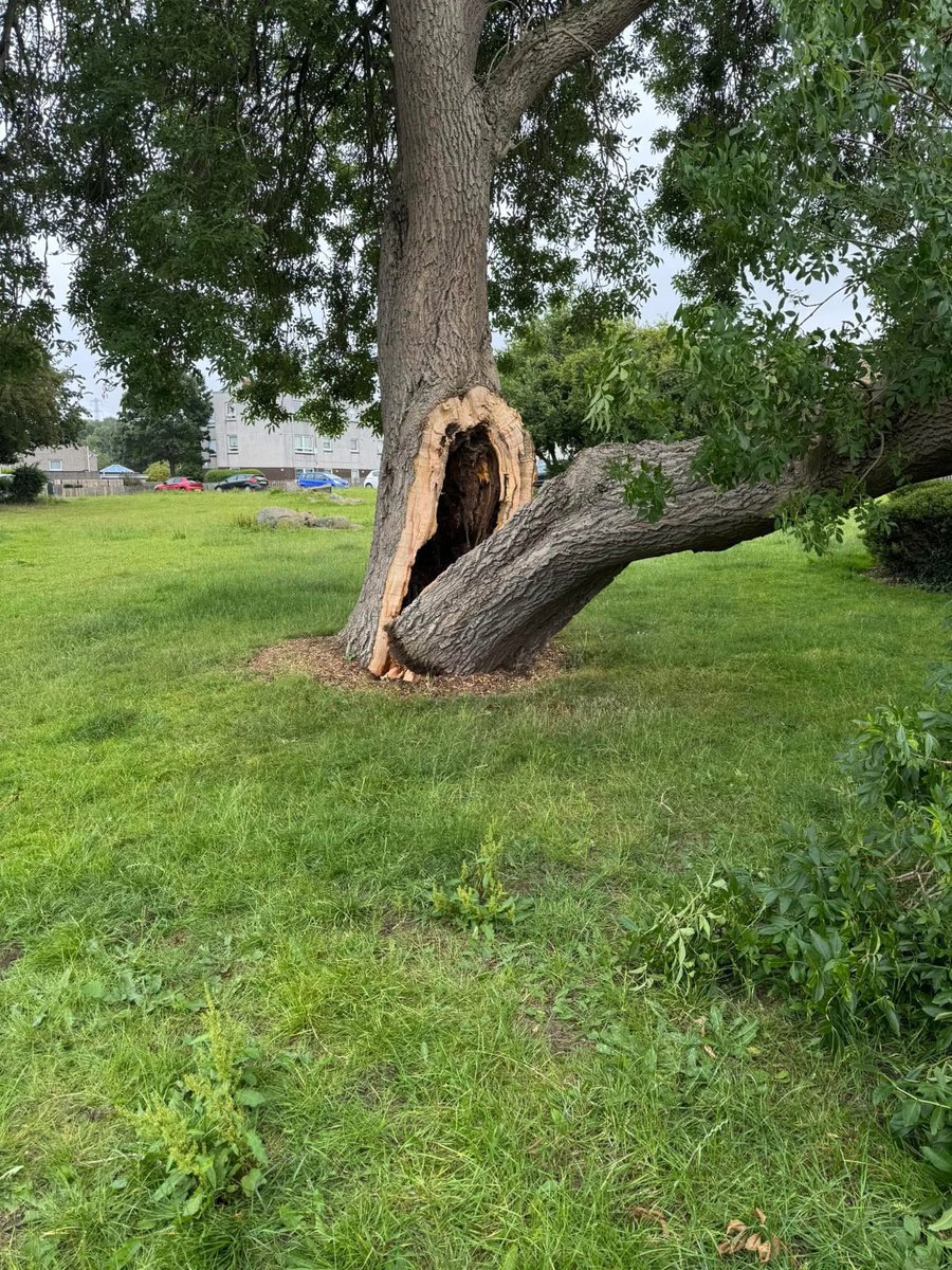 SueJWebber's tweet image. Good evening @edinhelp @Edinburgh_CC
This large tree has split and is needing attended too
It’s on Bryce Road / Corslet Place, Currie
Close to the Blossom Tree Cafe and the Driving Test Centre
Many thanks