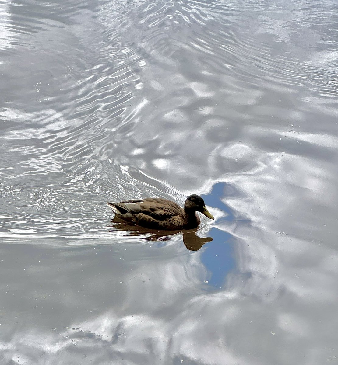 Swimming or flying? Liquid reflections at #Donadea forest park, County #Kildare