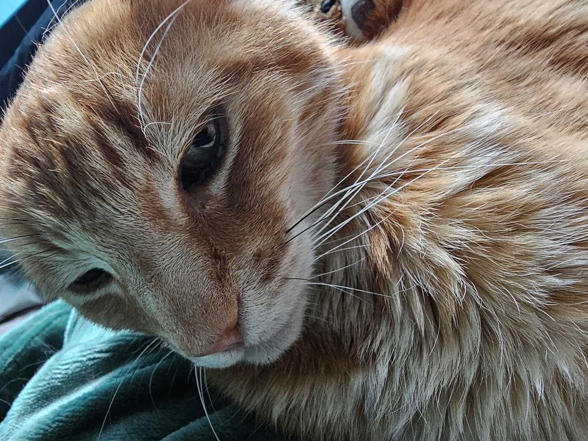 ninjagato465's tweet image. 😻😻😻SUNDAY FUNDAY STREAM!!!  FInal Fantasy with @extra_pip CAT GIRLS!!!! 😻😻😻

Live Right MEOW! Mutiverse Streaming At:
Kick: kick.com/ninjagato465
Twitch: twitch.tv/ninjagato465
Twitter:  

#twitch
#KickStreaming 
#xstreaming
#mikoverse
#ENVtuber