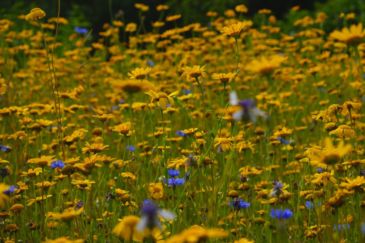 Annakwood's tweet image. Very grateful for a short trip to the botanics today (with the birding group, though only one other person made it, we had a nice chat anyway). Lots of small white butterflies around and not much else - too hot for us all!