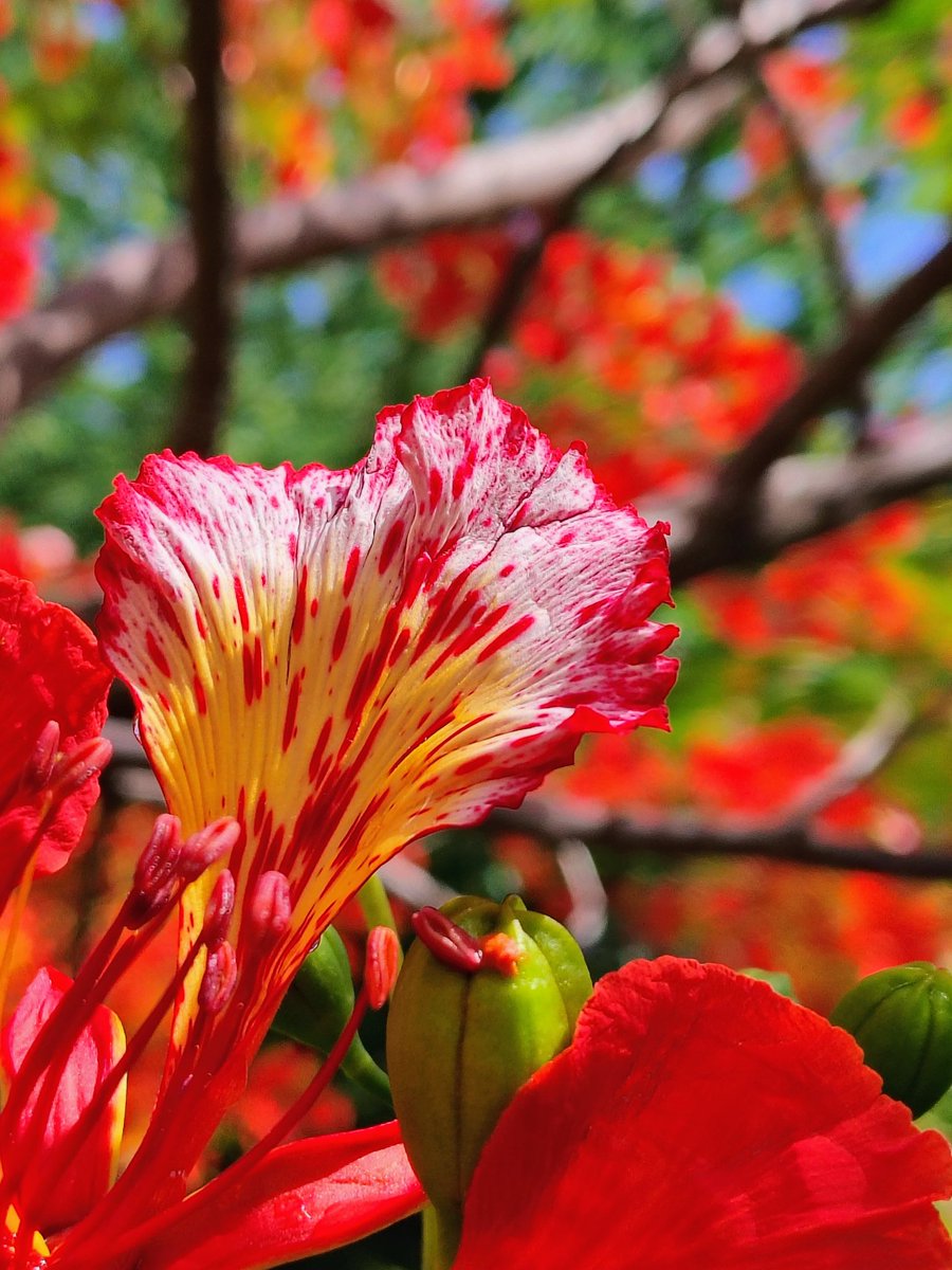 rebeca_fiallo's tweet image. SOLUCIÓN VIAL Ciudad Santo Domingo
¡MUDEN AL GOBIERNO PARA EL nuevo CANÓDROMO!
Déjennos vivir con bienestar y calidad de vida a los ciudadanos de ésta ciudad Primada de América.
@JardinBotanicRD @josemariacabral @juvenalbrenes @AyuntamientoDN