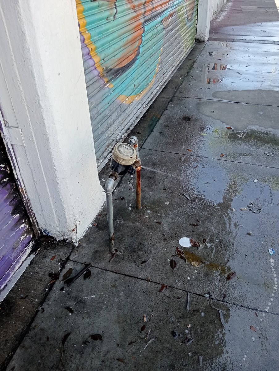 Anarquía Silvestre 🦋💙 tweet media