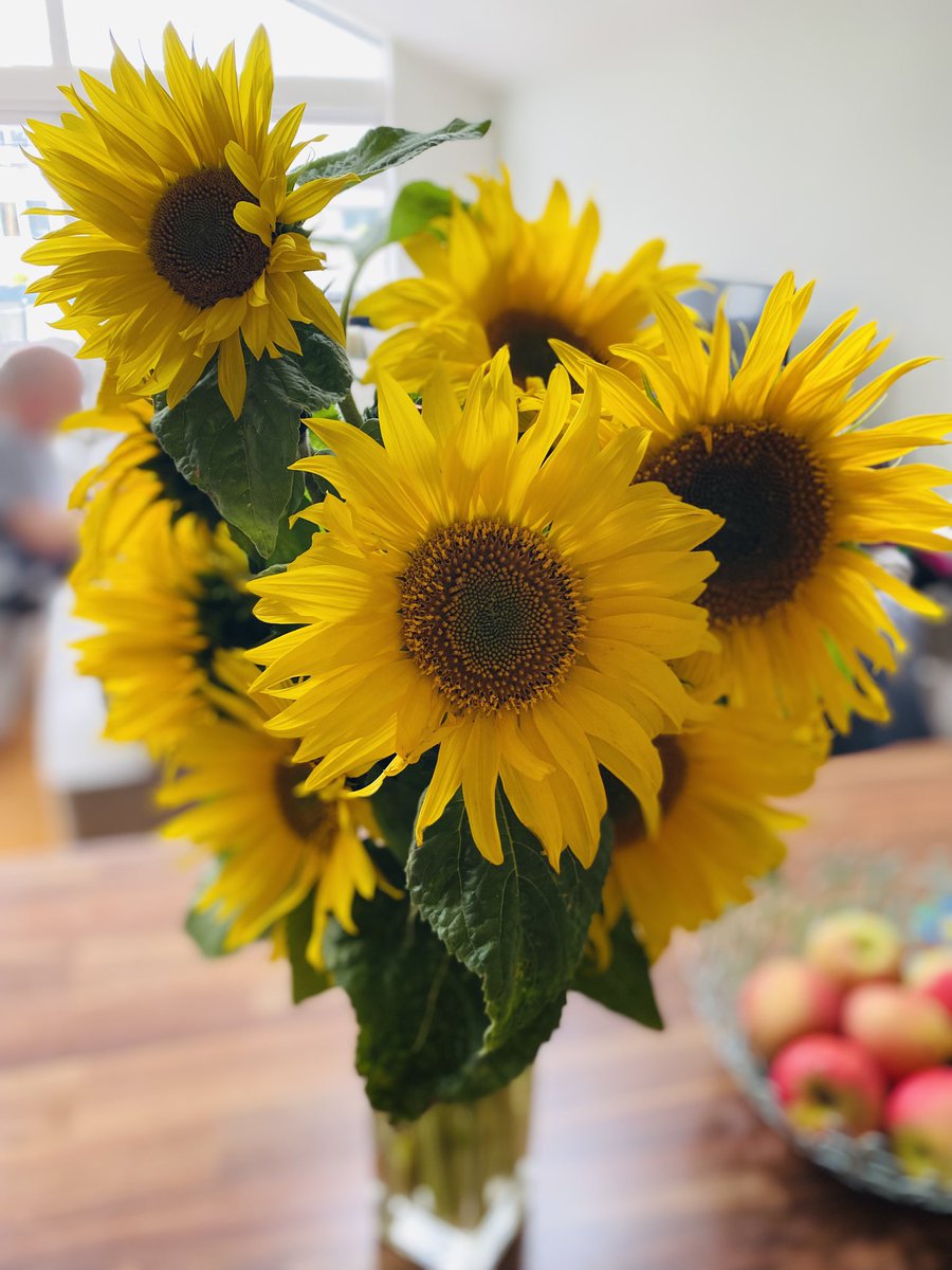 A weekend of blooms❤️
Taken on my iPhone with NO filters used
Just love flowers
#rosefestival
#stannespark 
#sunflowerfield