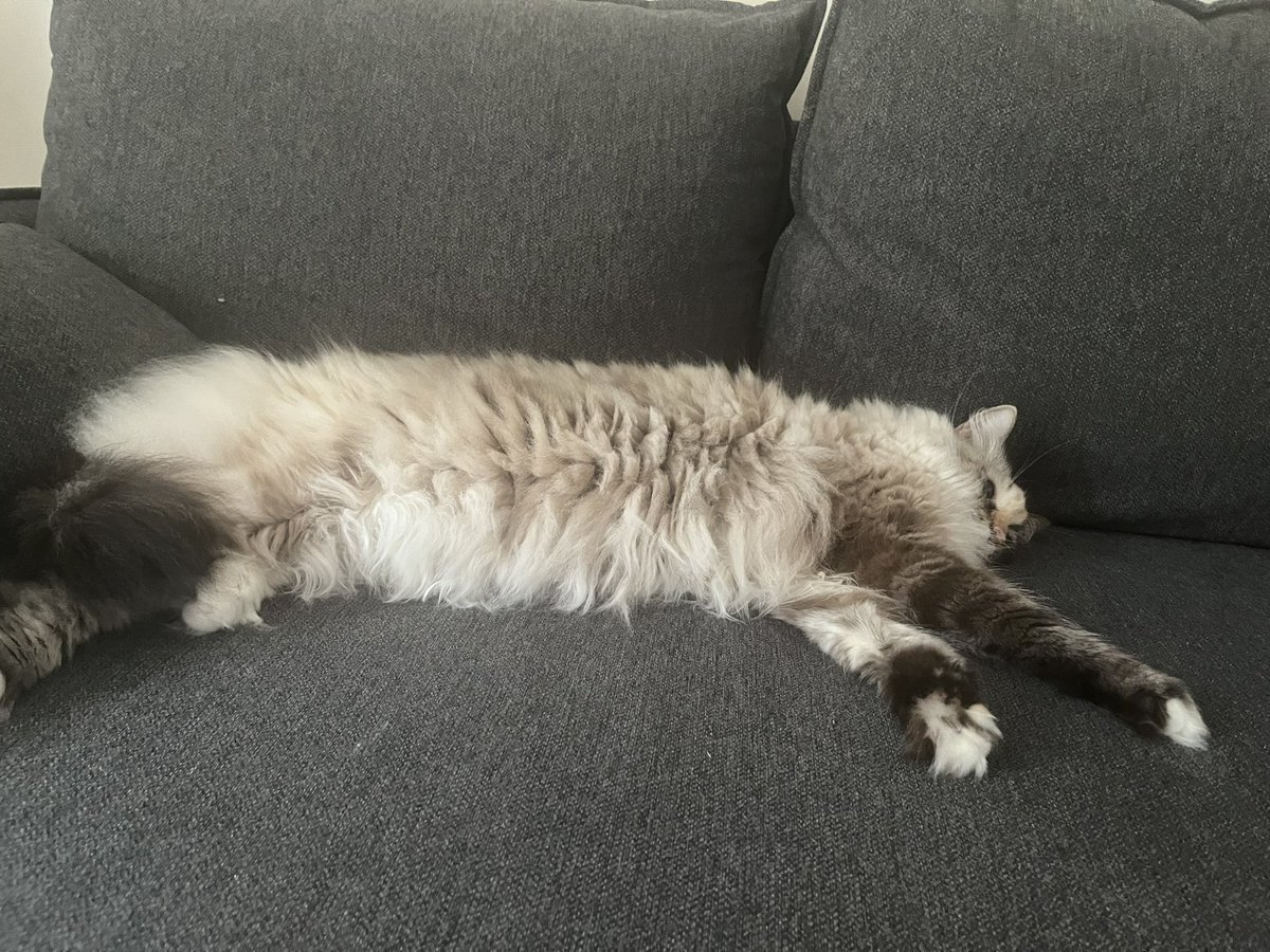 notanastronomer's tweet image. I will never understand why Brits insist cats must be let outside to express their hunting instincts
does this look like it has hunting instincts