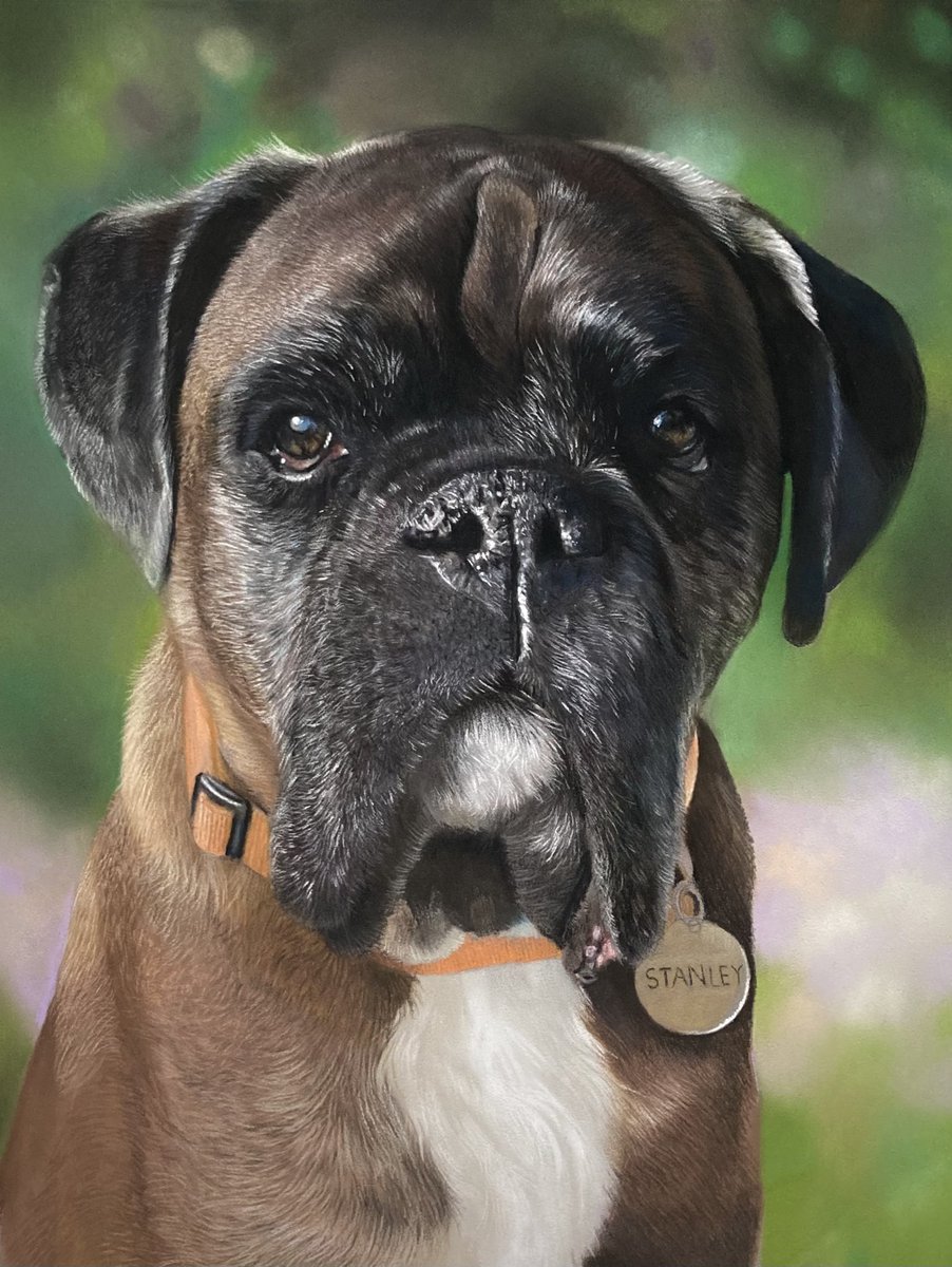Stanley progress, still loadssssss to do but going in the right direction. Hope everyone's had a great weekend 🙂.
#art #artwork #artwip #wıpart #artistic #arty #artistry #drawingdaily #draweveryday #realism #realisticart #realismart #boxerdog #artists #pencilart #softpastels