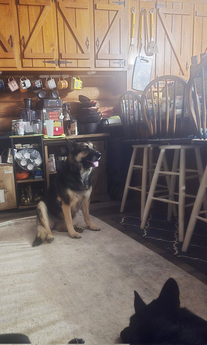 My German shepherd Buffy got more loyalty , bravery, and love than so called islam