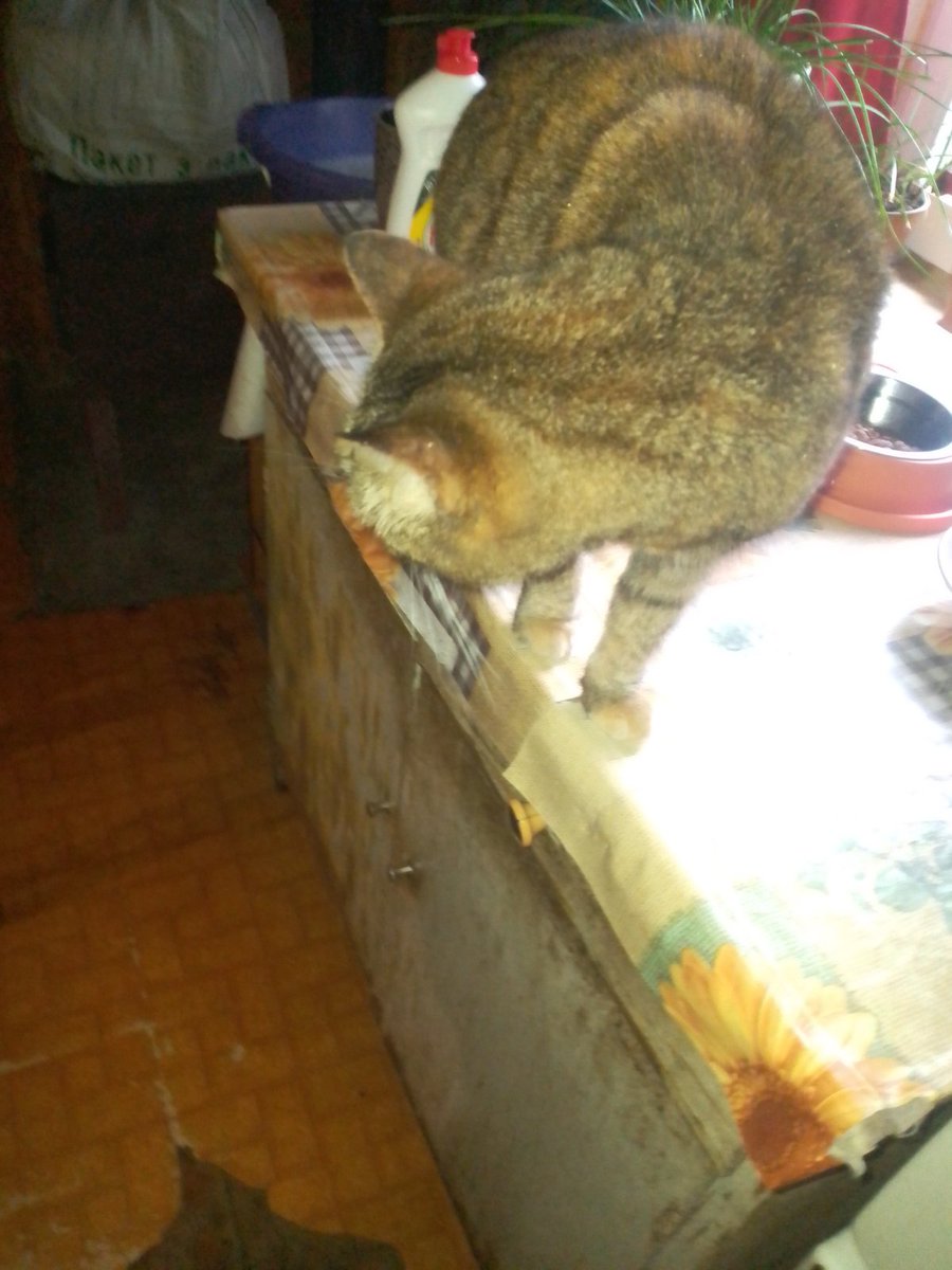 Sayravem's tweet photo. #Bucha
I've bought 72 pouches of wet food for cats from Bucha.

Svitlana said, that they refuse to eat soup and she can't feed them alone. :C

✅️ 918₴ // $22.07 spent 
Not shipped yet. https://t.co/AKrau4gfJ3