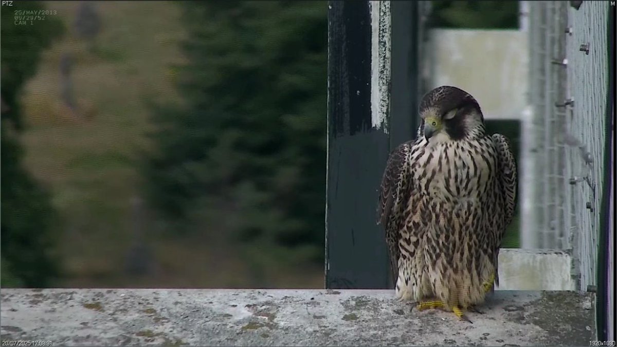 Zig (first shot) and Zag (second shot) on the ledge earlier today.
I've noticed that Zag's cere has started to turn yellow, while Zig's is still grey, even though she's the oldest.