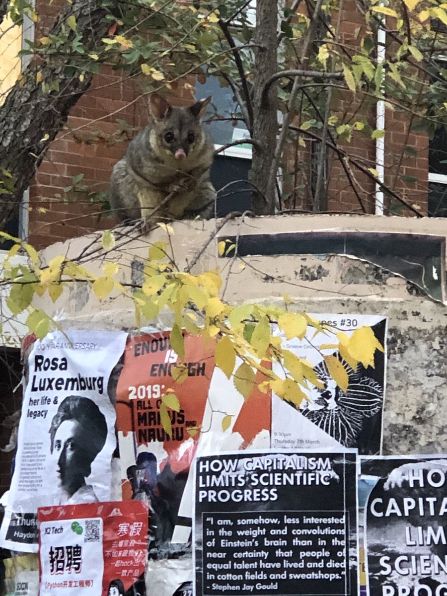 Studying ⁦<a href="/ourANU/">ourANU</a>⁩ means these encounters as well. #❤️ANU#Canberra🇦🇺