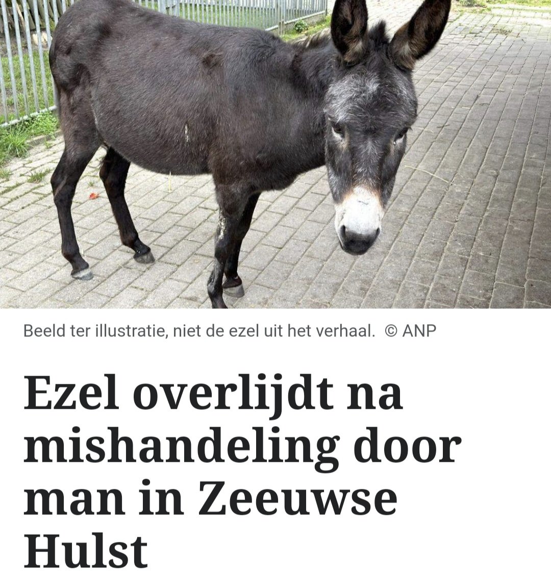 Getuigen gezocht❗️
Ezel mishandeld en overleden Vrijdagavond 18 juli jl is er een man geweest met wit shirt en donkerblauwe kniebroek die wsl over het hek is geklommen bij de kinderboerderij van een zorginstelling in de Hoevedreef in Hulst. Help de dader opsporen 🙏Retweet is 💚