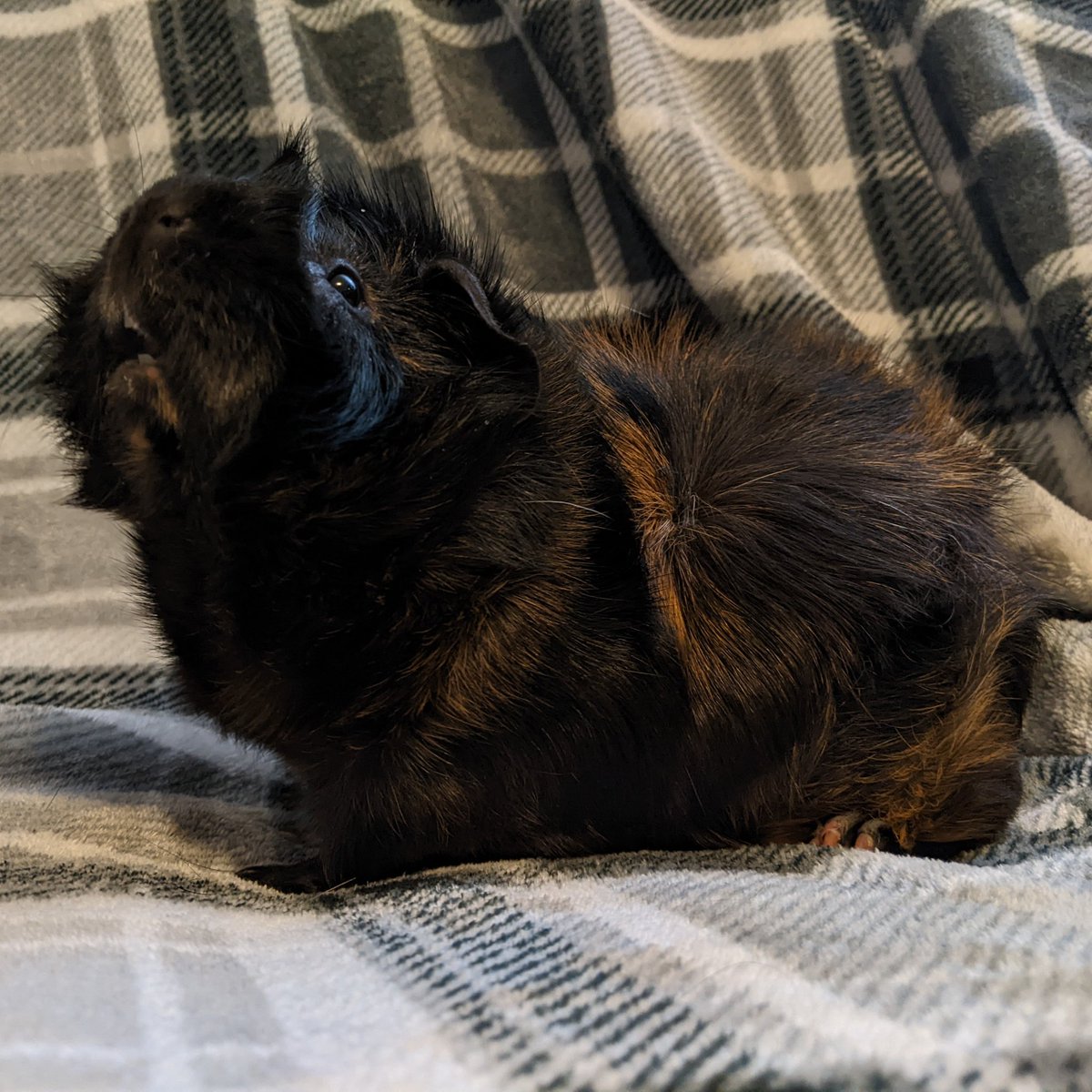 Kona and Suba (@kona_and_suba) on Twitter photo 