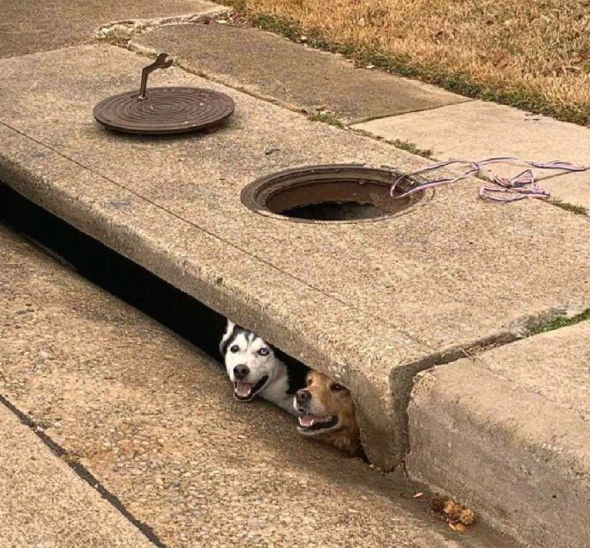 💖 (@twaniimals) on Twitter photo 