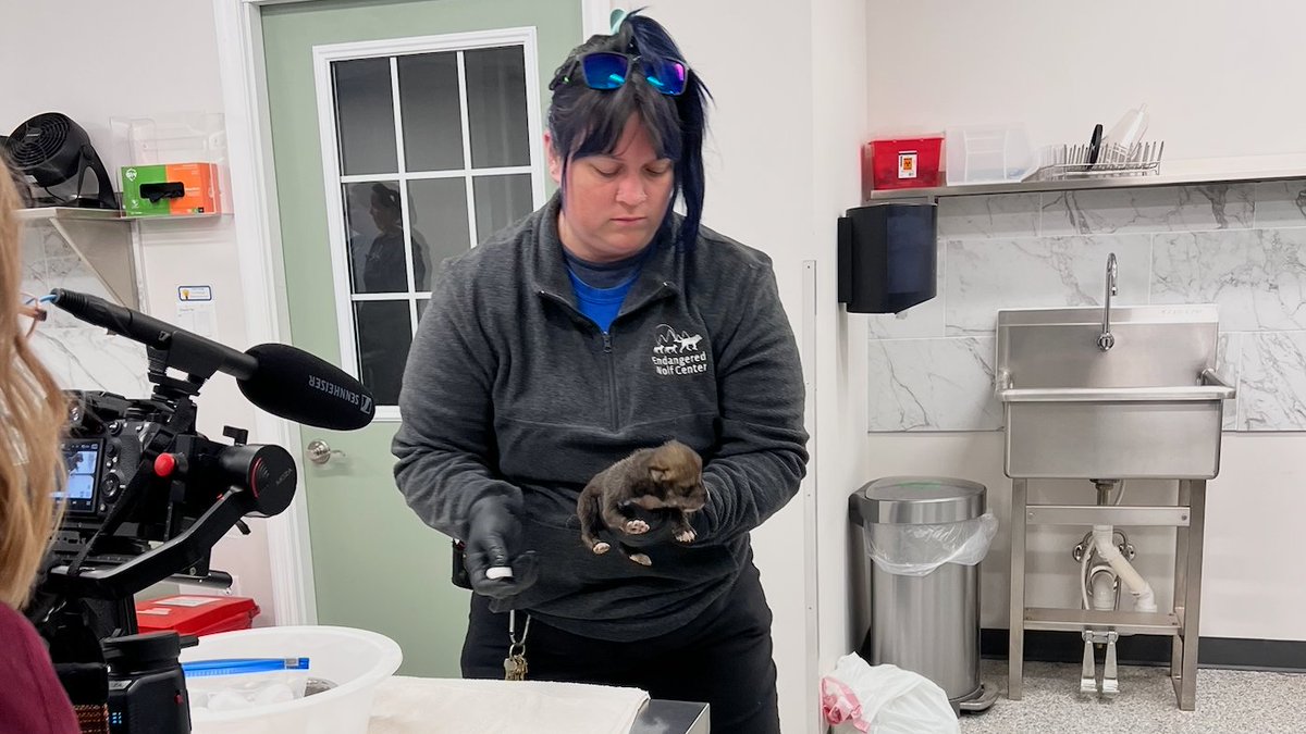 STLWolfCenter's tweet photo. Happy #NationalZookeeperWeek! We're shining a spotlight on Keeper Alison at the Endangered Wolf Center! 🐺💚
From caring for tiny wolf pups to prepping wolves for life in the wild, our keepers make conservation possible.
Thank you, Keeper Alison!
#NZKW2025 #AAZKNZKW #ImAKeeper https://t.co/AImhhFKw8U