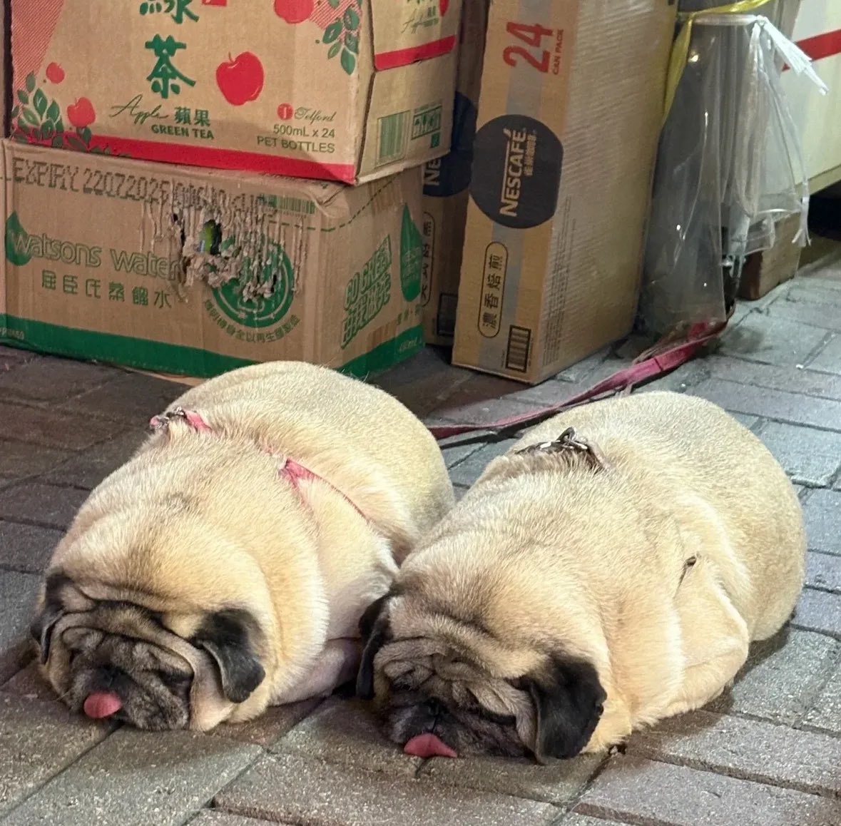 💖 (@twaniimals) on Twitter photo 