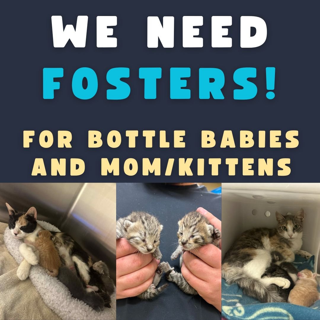 BaltCoGov's tweet image. It is kitten season and our open-admission shelter needs your help! (So do all of the babies and mothers coming into care.) Learn more about BCAS' foster program and apply here: bit.ly/4lBAkXY
