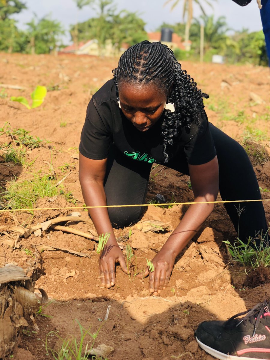 GraceAkatuha's tweet photo. It was an absolute privilege together with support from @ASARECA and @narouganda to put #Agroecology into action. I participated in planting #Calliandra a tree that nurtures biodiversity, supports ecosystems and promoting #Sustainability.
#TreePlanting @blaiseamony https://t.co/za7AZ12WVg